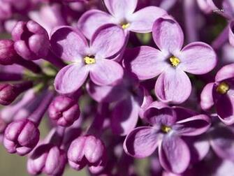 Lilac Wallpaper Flower