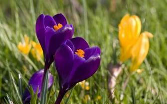 Spring Wallpaper Category Of HD Screensavers