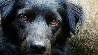 Dogs Wallpaper Desktop