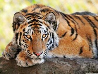 Beautiful Young Tiger 4k HD Desktop Wallpaper For Ultra