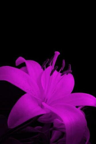 iPhone Wallpaper Purple Flowers HD Wonderful Flower