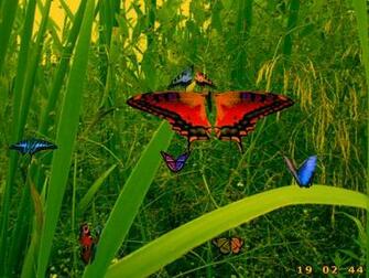 Wallpaper Butterfly Background