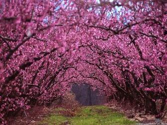 Beautiful Spring Nature Photos
