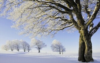 Youwall Winter Trees Wallpaper