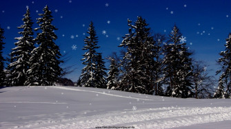 Winter Forest On Snowy Day