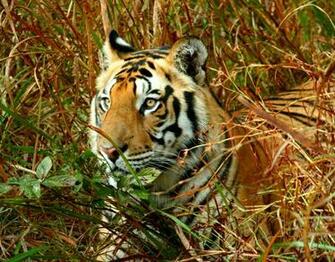 1001archives The Royal Bengal Tiger Endangered Species