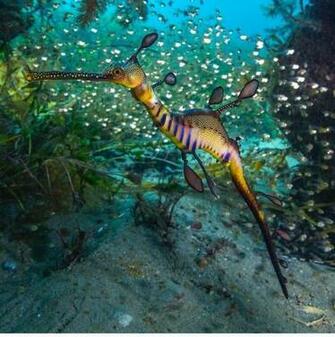 Sea Dragon With Beautiful Background Sheri Schneider
