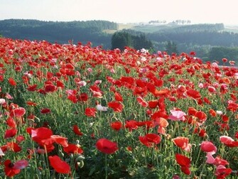 Flower Garden Desktop Widescreen Wallpaper Fre