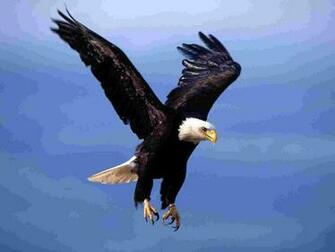 Screen Savers Of Birds In Flight Flying Eagle Screensaver