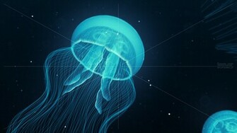 Jellyfish HD Wallpaper