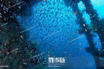 Large School Of Fish Pigmy Sweepers Parapriacanthus Ransonneti