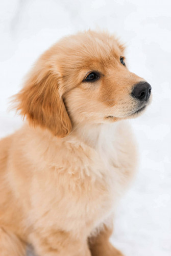 These Cute Little Puppies Will Melt Your Heart Wallpaper