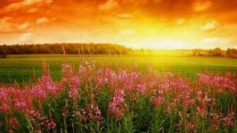 Spring Flowers Desktop Pc And Mac Wallpaper