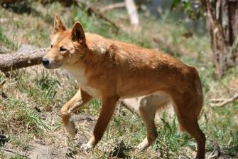 Dingo Wallpaper Stalking By Hedgehogpie Mix