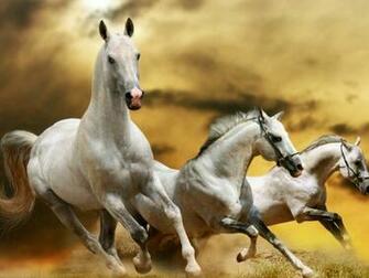 Horse Wallpaper HD Pictures One Background