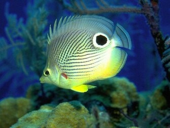 Bright Fishes Screensaver Install This And See The