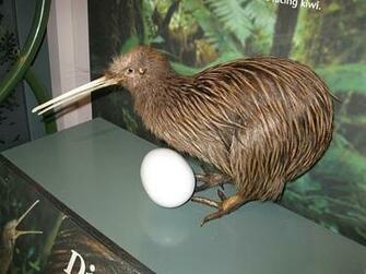 Brown Kiwi Little Is Stand Position Wallpaper Pitcher Image