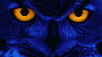 Weird Owl Wallpaper 10wallpaper