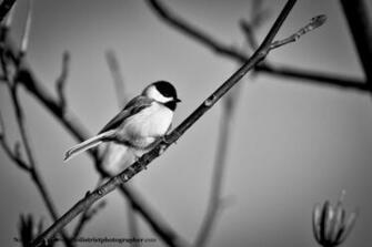 Photo Of Tweety Bird In Black And White Birds The District