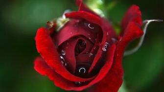 Of The Hottest Wallpaper Which Have In Spotlight A Beautiful Red