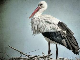 Stork Wallpaper