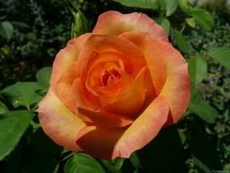 Wedding Flowers Peach Rose Wallpaper