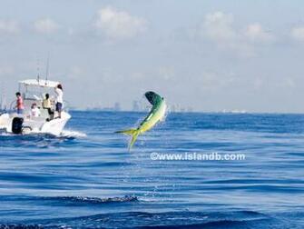HD Wallpaper Guy Harvey Shark X Kb Jpeg