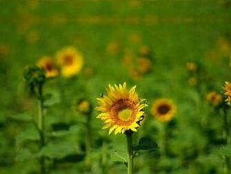 Field Of Sunflowers Wallpaper