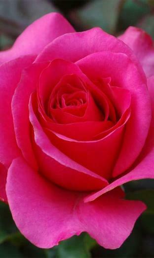 3d Love Rose Live Wallpaper Android Apps On Google Play