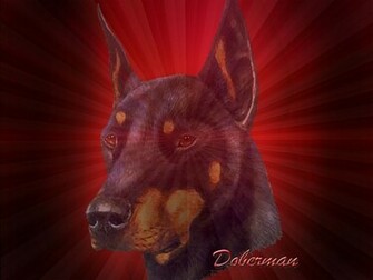 Doberman Wallpaper