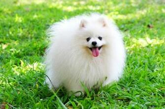 Pomeranian High Definition Wallpaper Animal Planet HD
