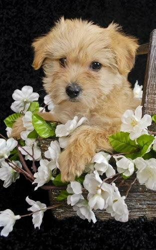 Puppies Live Wallpaper Screenshot