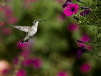 Hummingbird HD Wallpaper Pictures Image Background Photos