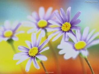 Click To Enlarge Beautiful Colorful Flowers Wallpaper