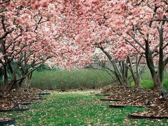 Pink Flower Garden Purple Seeds Yellow