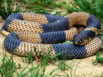 Anaconda Snake High Resolution Best Size HD Wallpaper