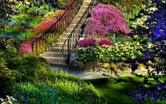 Abundant Purple Colour Flowers On Round Beautiful Trees Looking Like