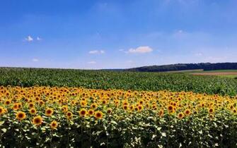 Field Of Sunflowers Wallpaper
