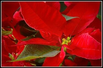 Christmas Desktop Wallpaper Poinsettia