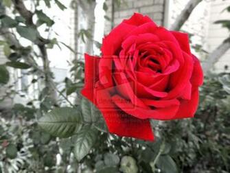 Go Back Image For Black And White Red Rose Wallpaper