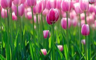 Tapeta R Owe Tulipany