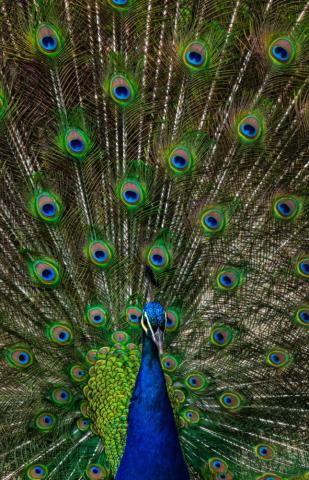 Peacock Pictures HD Image