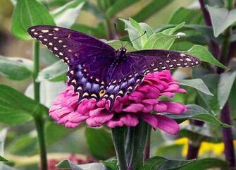 Purple Spring Butterfly Image For Desktop Wallpaper Size