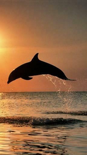 Bigger Sunset Dolphins Wallpaper For Android Screenshot