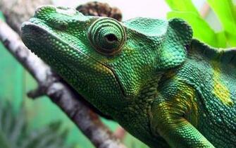 Green Iguana Wallpaper Stock Photos
