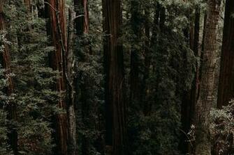Muir Woods National Monument Pictures Image On