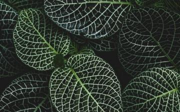 Selective Focus Photography Of Fittonia Plant Macbook Air