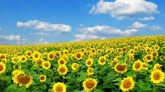 Wallpaper Spring Flowers Which Is Under The