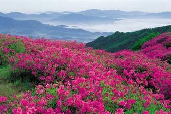 Webshots Wallpaper March Photo Of Phombo