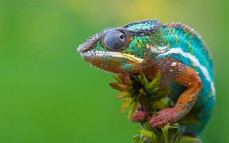 Chameleon Wallpaper